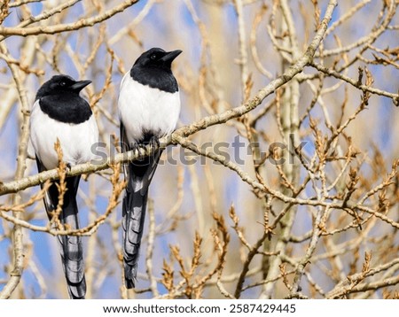 Two magpies sitting in a tree 