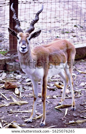 Similar – Image, Stock Photo fawn Nature Grass Meadow