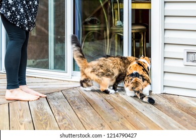 Two Maine Coon And Calico Cats Running, Rushing Inside To House, Home Outside With Owner, Person, Woman Opening Glass Door Of House, Home Wooden Deck Outdoors