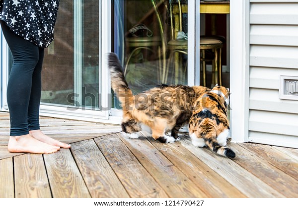 Two Maine Coon Calico Cats Running Stock Photo Edit Now 1214790427