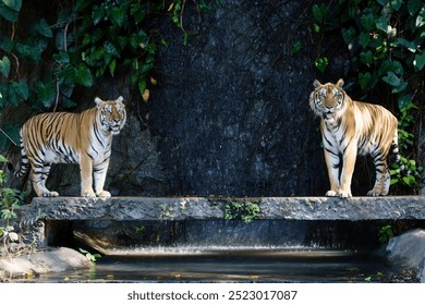 Two majestic Bengal tigers resting near a cascading waterfall. Powerful big cats in their natural habitat, showcasing their striking orange and black coats - Powered by Shutterstock