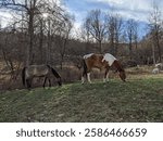 Two majestic horses roam freely in the rolling Arkansas hills, one a striking blend of brown and white, the other a deep earthy tone. Surrounded by lush fields, they embody freedom,.