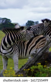 Two Majestic Zebras, Playfully  Exploring Each Others Faces On A Cloudy Day