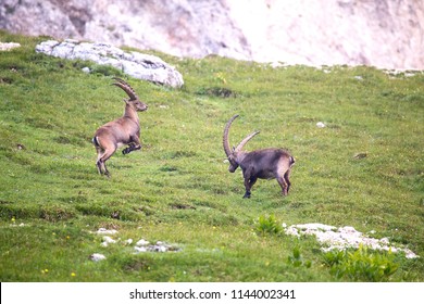 ibex animal fighting