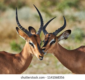 Two Male Black Faced Impala Photographed In Namibia