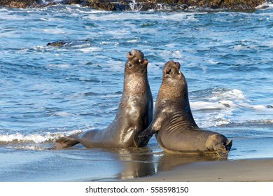 Two Male Bull Elephant Seals Fighting On The Beach In Central California. The Bulls Engage In Fights Of Supremacy To Determine Who Will Get To Mate With The Females.