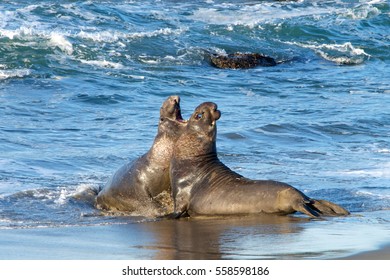 Two Male Bull Elephant Seals Fighting On The Beach In Central California. The Bulls Engage In Fights Of Supremacy To Determine Who Will Get To Mate With The Females.