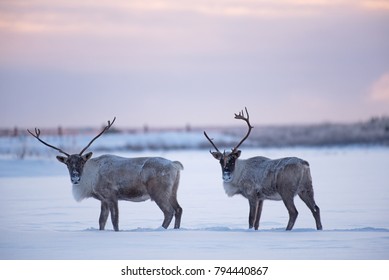 Two male caribous standing on a frozen lake in the James Bay area (Quebec, Canada).