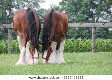 Two male Clydesdale horses grazing side by side