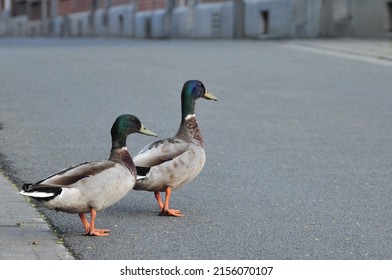 Two Male Ducks With Green Heads Crossing The Street One After The Other