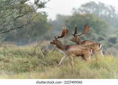 Two male Fallow deer (Dama dama) in rutting season in  the forest of Amsterdamse Waterleidingduinen in the Netherlands. Forest in the background. Wildlife in autumn.                              