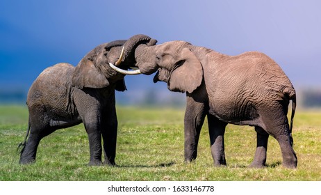 Two Male Female Elephants Playfully Knotting Stock Photo 1633146778