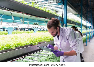 Two male and female scientist analyzes and studies research in organic, hydroponic vegetables plots growing on indoor vertical farm