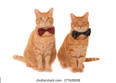 musical cats gay men shemale angelina