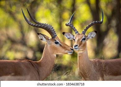 Two Male Impala With Big Horns In Khwai River In Okavango Delta In Botswana