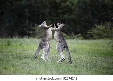 Two male Kangaroos are boxing