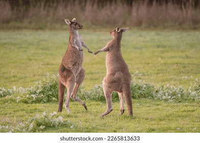 two male Kangaroos fighting in Pemberton Western Australia - Shutterstock ID 2265813633