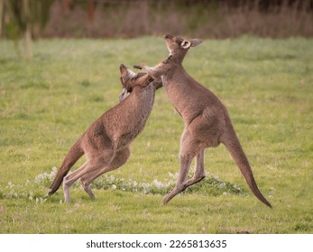 two male Kangaroos fighting in Pemberton Western Australia - Shutterstock ID 2265813635