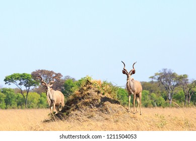 Two Male Kudu Antelopes Standing Next To A Termite Mound On The Dry Plains Of Africa, Hwange National Park, Zimbabwe