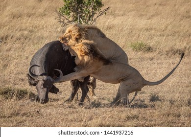 krone gen USA Lion buffalo Images, Stock Photos & Vectors | Shutterstock