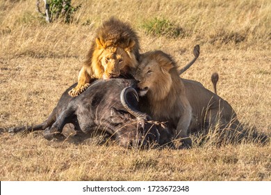 Two Male Lion Feeding On Cape Buffalo