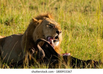 snake eating lion