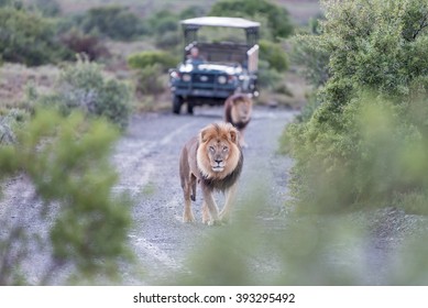 Two male lions in a typical scene on a game drive in a game park in South Africa