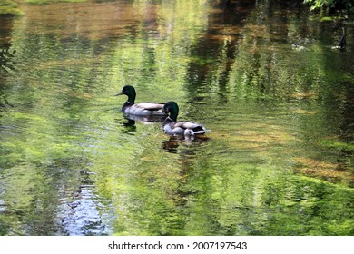 Two Male Mallard Ducks With Bright Green Plumage And Markings. The Pair Is Swimming Down The Connetquot River. Beautiful Green Underwater Plants And Vegetation Are Under The Duck's Feet.