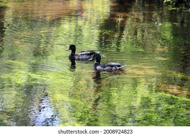 Two Male Mallard Ducks With Bright Green Plumage And Markings. The Pair Is Swimming Down The Connetquot River. Beautiful Green Underwater Plants And Vegetation Are Under The Duck's Feet.