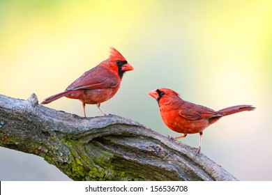 Two Male Northern Cardinals