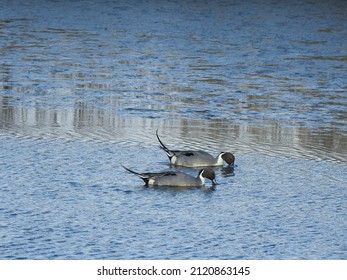 Two male, northern pintail ducks foraging for aquatic foods, in the waters of the Edwin B Forsythe National Wildlife Refuge, Galloway, New Jersey. - Shutterstock ID 2120863145