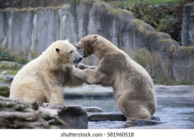 Two male polar bears fight and bite. 