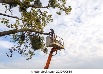 Two male service workers cutting down big tree branches with chainsaw from high chair lift platform. - Powered by Shutterstock