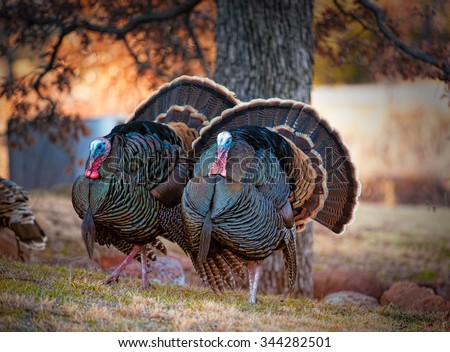 Two male turkeys strutting on grassy meadow with full feather displayed / Turkey Trot / Two Mature Tom Turkeys