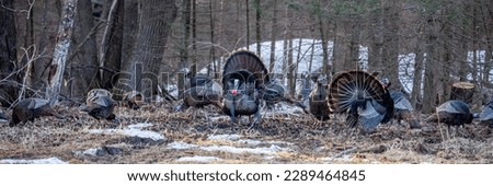 Two male wild eastern turkeys (Meleagris gallopavo) displaying and strutting in front of hens, panorama