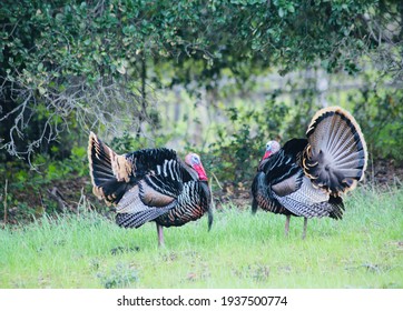 Two male wild turkeys next to each other and displaying their feathers. One turkey is turning and the back tail feathers are seen.
