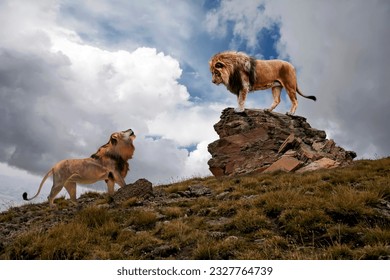 Two male young brother African lions in safari against the dramatic cloudy sky - Powered by Shutterstock