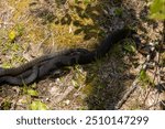 Two Males Northern Watersnakes (Nerodia sipedon) Approach a Larg