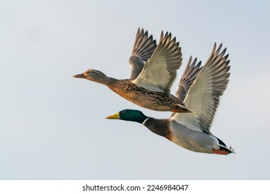 Two Mallard duck in flight (Anas platyrhynchos). In perfect sync. Gelderland in the Netherlands.                                                                   