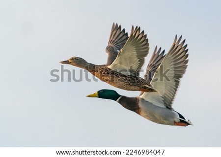Two Mallard duck in flight (Anas platyrhynchos). In perfect sync. Gelderland in the Netherlands.                                                                   
