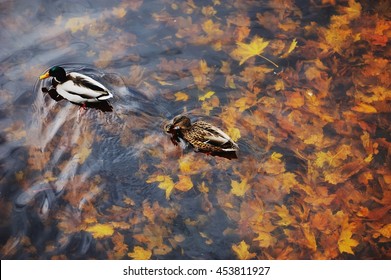 Two Mallard Duck On Water In Dark Pond With Floating Autumn Or Fall Leaves, Top View. Funny Pair Pet Sympathy, Valentine Romantic Lovebird, Forever Inseparable, Like Nest, Sweet Romance, Love Concept