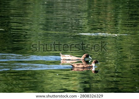 Two Mallard Ducks Dabbling on the Lake at Highfield Park in Nottingham, UK