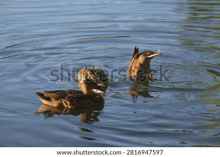 Two mallard ducks feed on a calm blue pond at dawn, one dabbling at the surface while the other upends underwater, ripples spreading around them.