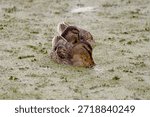 Two mallard ducks float in a Shallow Pond Water covered with duckweed