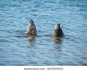 Two mallard ducks forage synchronously, dipping their heads underwater.