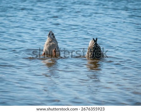 Two mallard ducks forage synchronously, dipping their heads underwater.