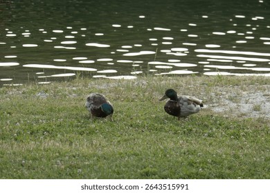 Two Mallard Ducks on a Grassy Pond Bank