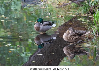 Two mallard ducks resting on the shore of a pond. Animal - Powered by Shutterstock