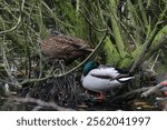 Two Mallard Ducks resting and sleeping at the edge of a lake in Preston, England