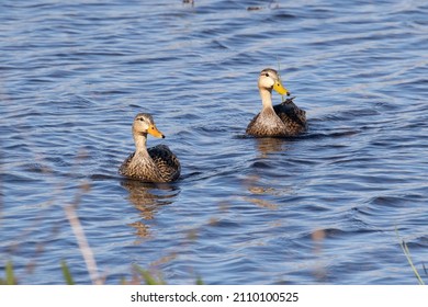 Two Mallard Ducks In Synchronized Swimming